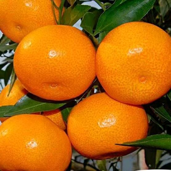 涌泉蜜橘 临海东岙发货仓