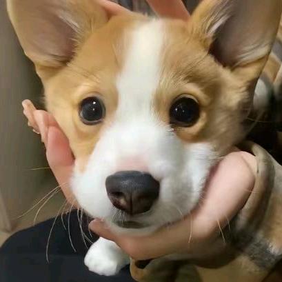 🥺