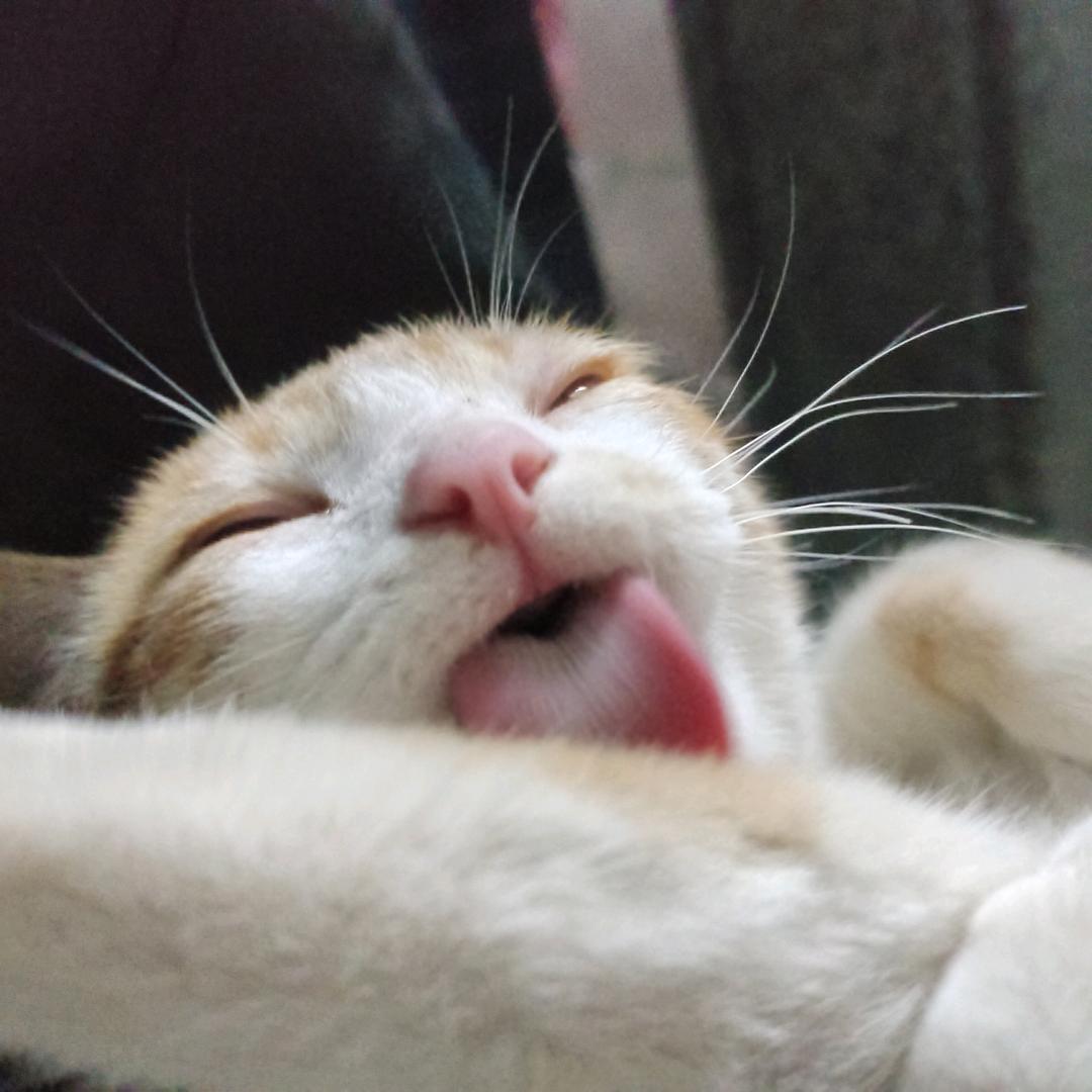 叶白衣