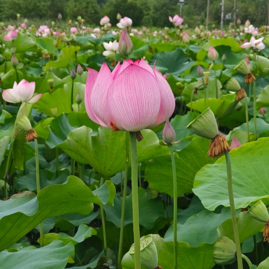 🌷岁月静好🌷