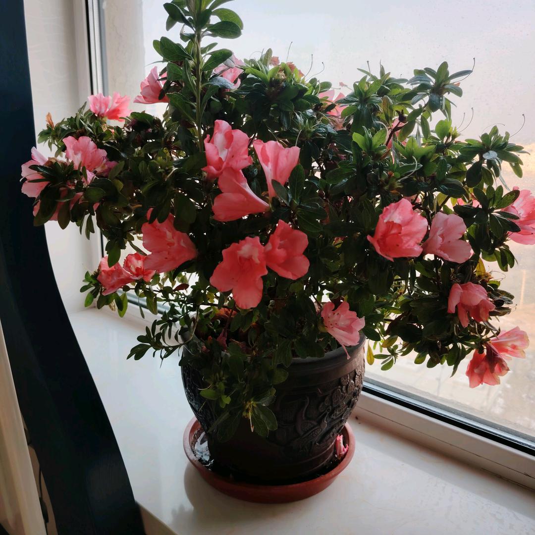 花儿
