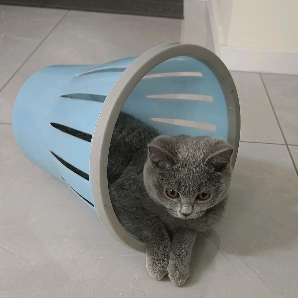 ，珊珊