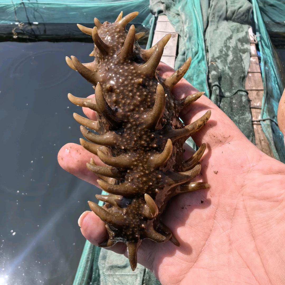 海之子海参