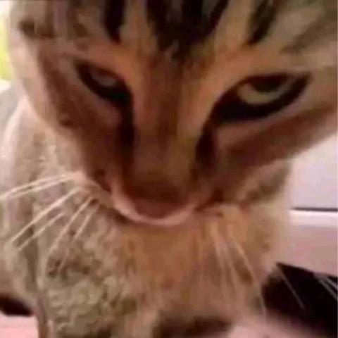 AngryCat
