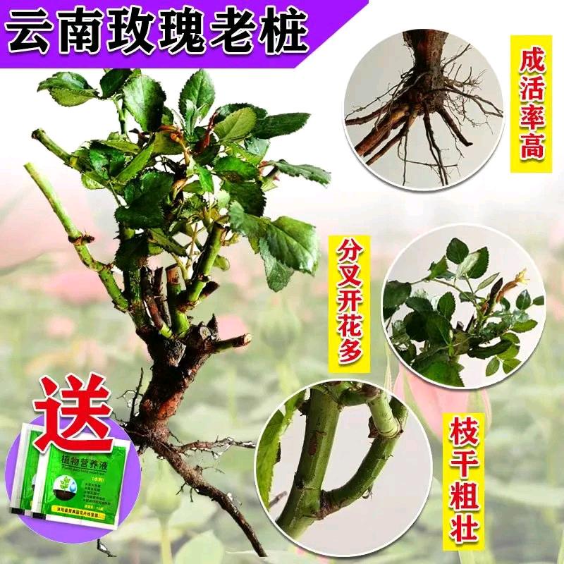 花海