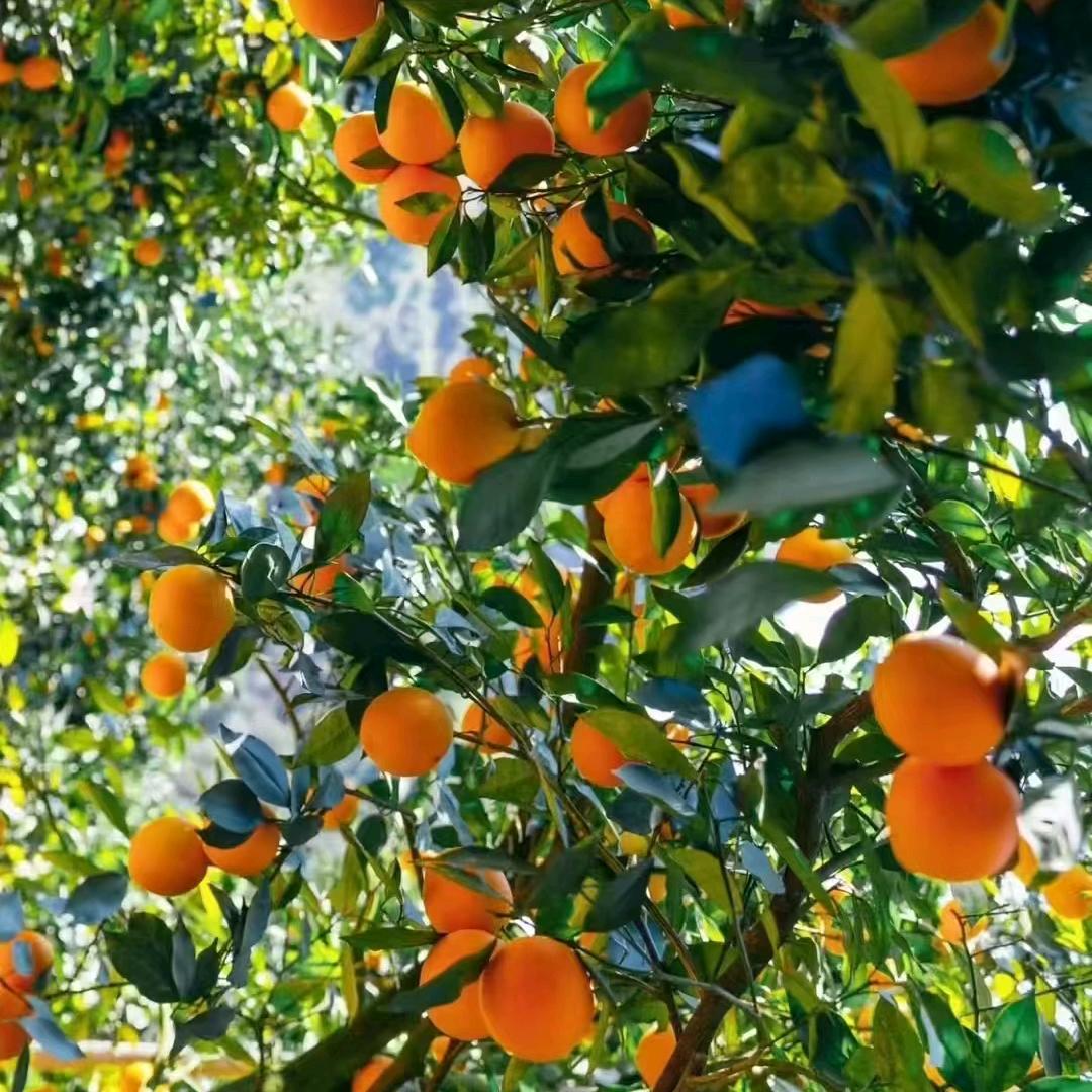小果橙香