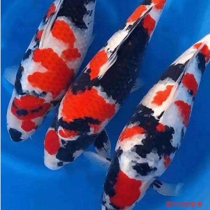 鲤塘锦鲤观赏鱼