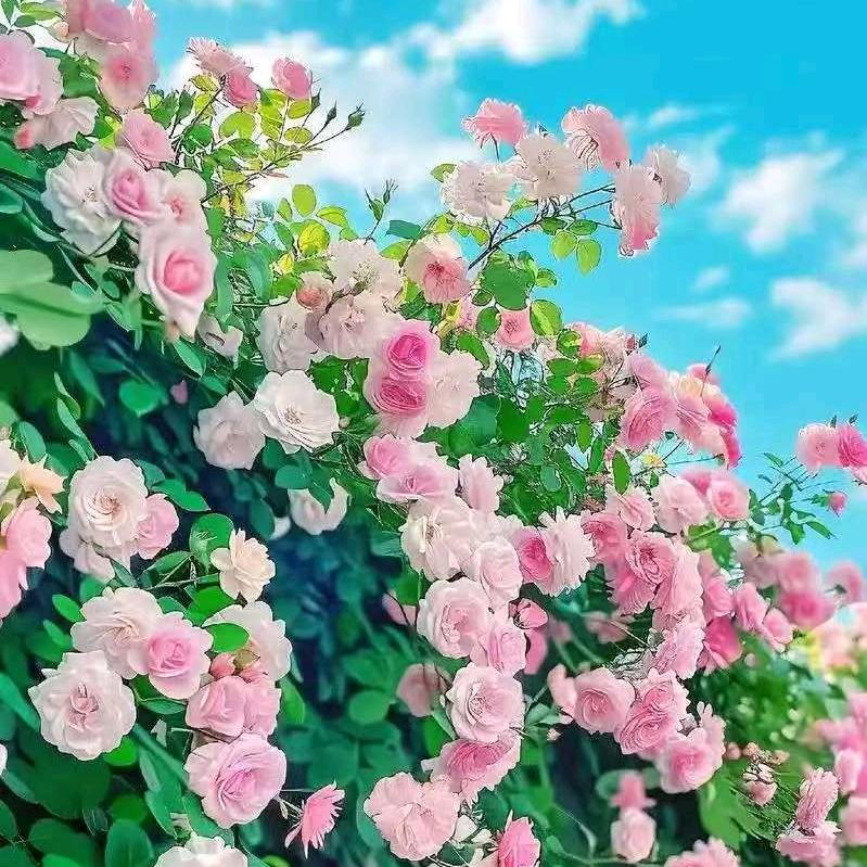 淡墨素影