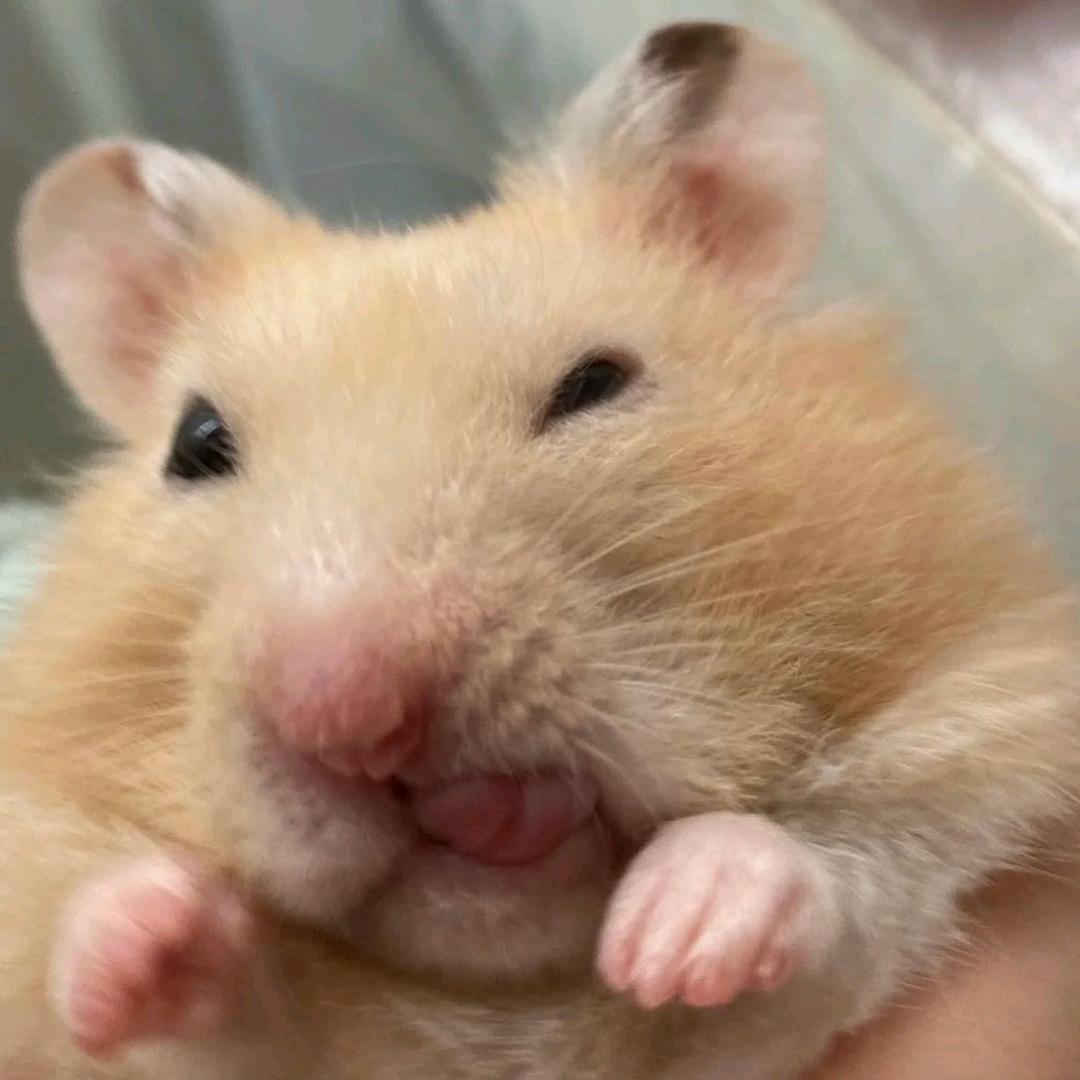 苗苗不冷