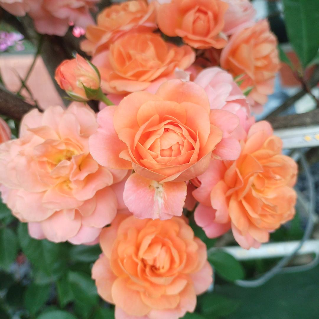 满厢楼老火锅吕姐