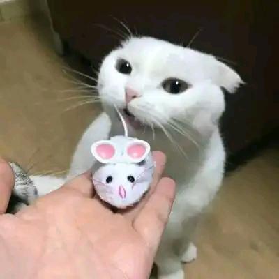 秦天（徒步西藏）