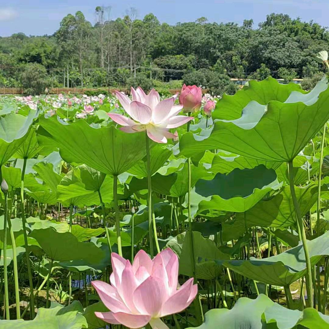 赢在心态