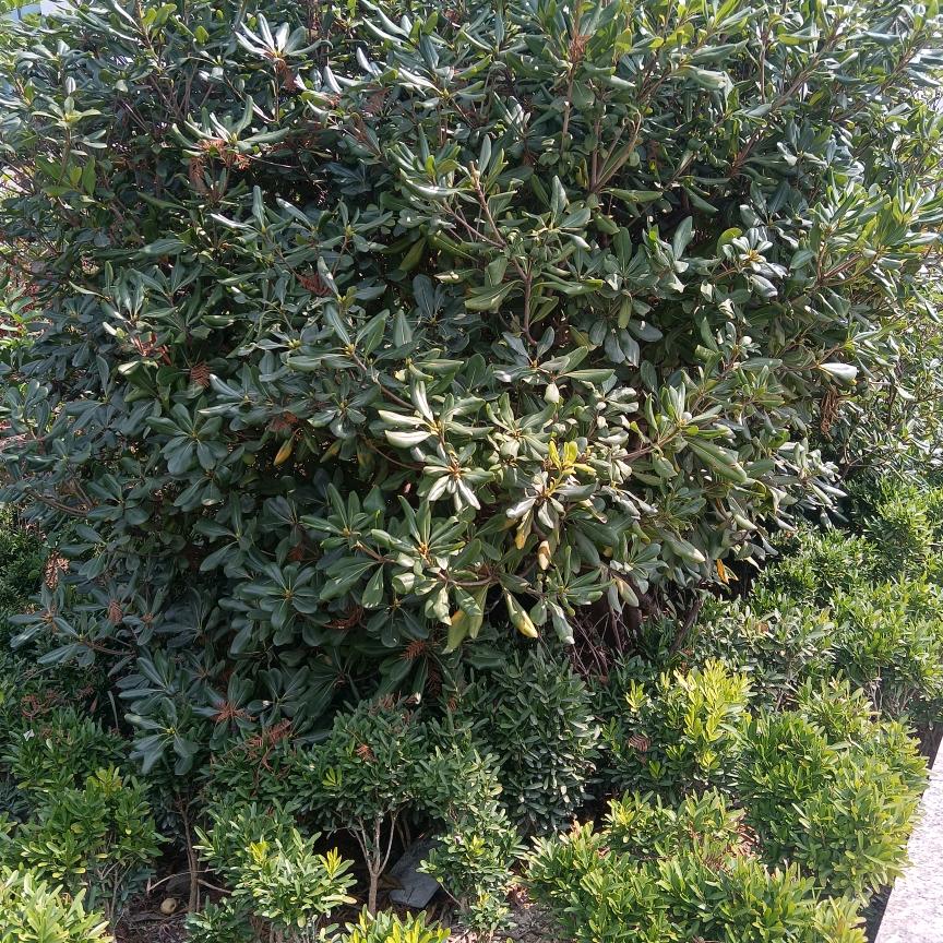 小可爱？