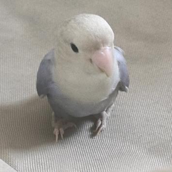 棒棒