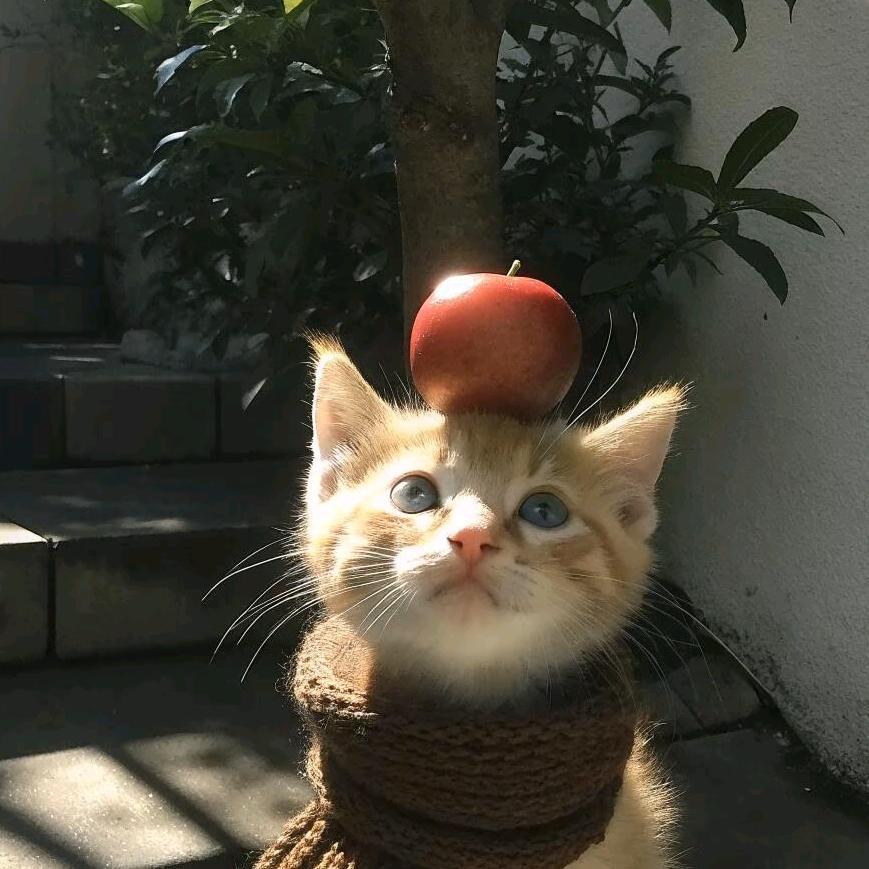 噜噜小猫