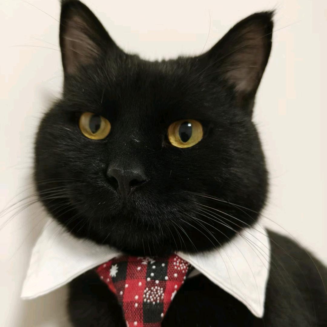 爱你们的阿克尚