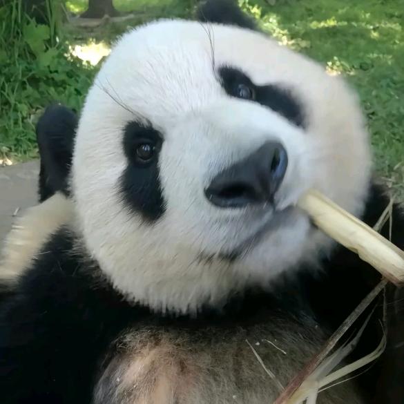 🐼