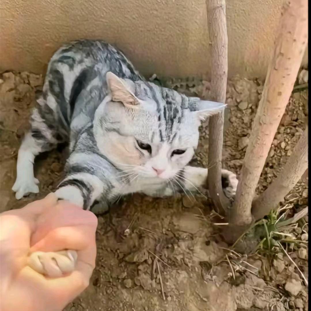 青柠檬