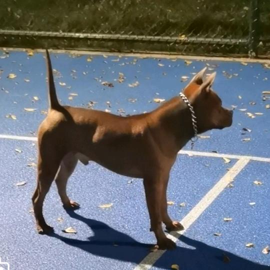 川东猎犬，浪子
