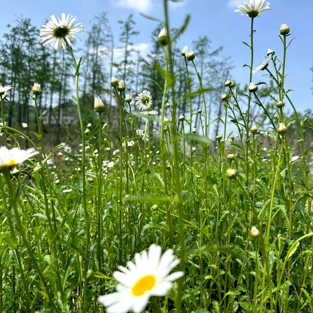 钢钢