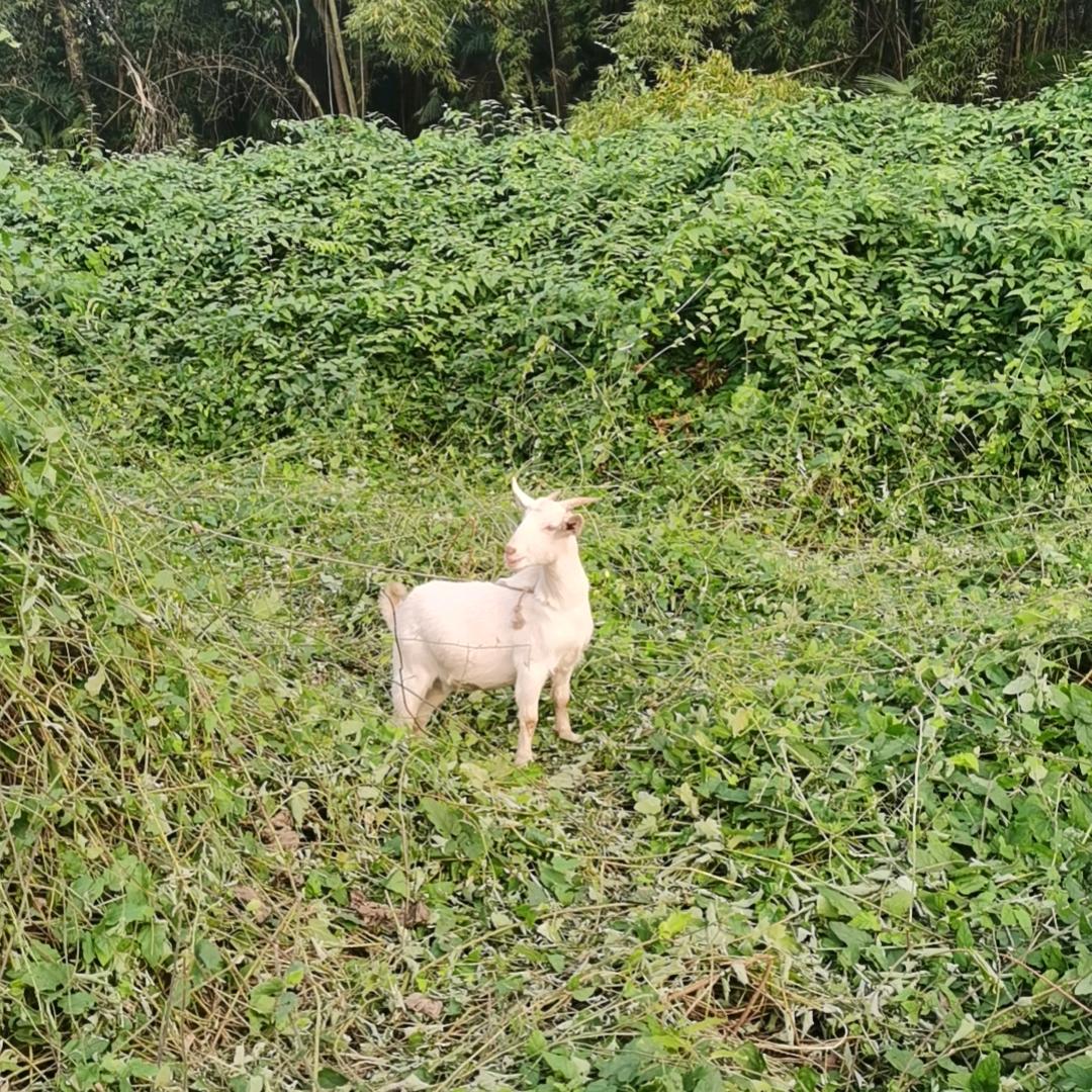 Z鱼儿