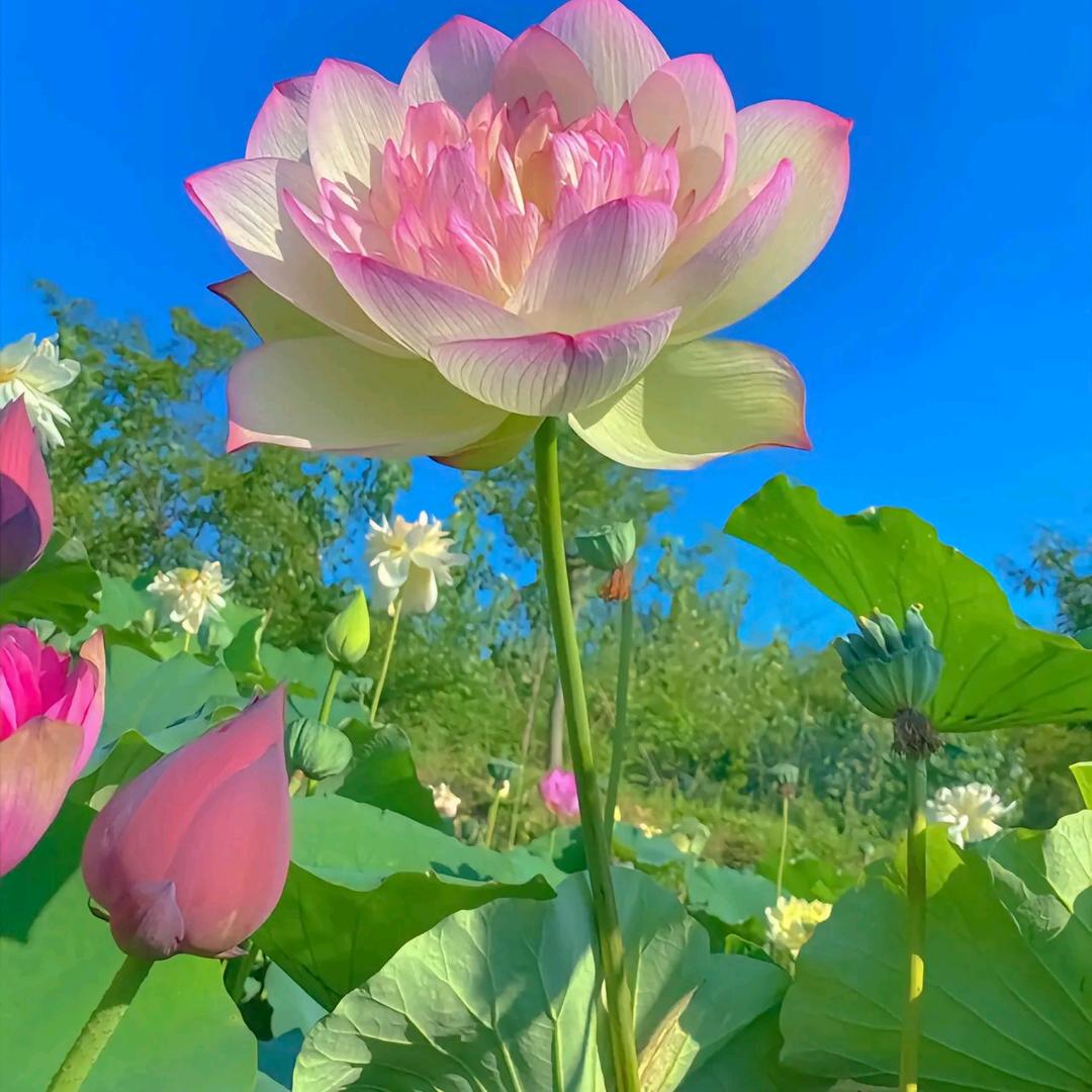 花开半夏