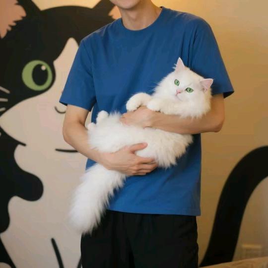 养猫超人