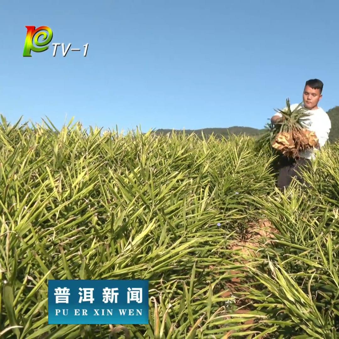 李聪 （高产生姜）