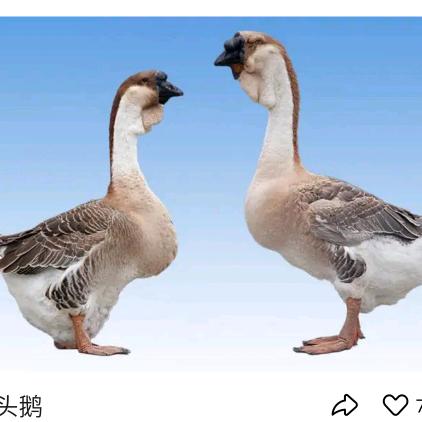 常年批发鸡鸭鹅