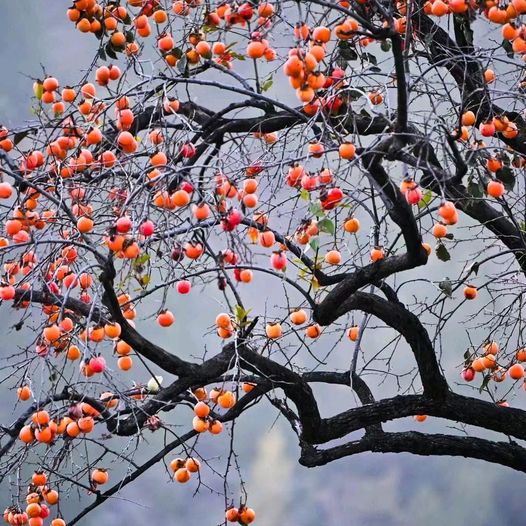 熙禾园林绿化（红栌基地）