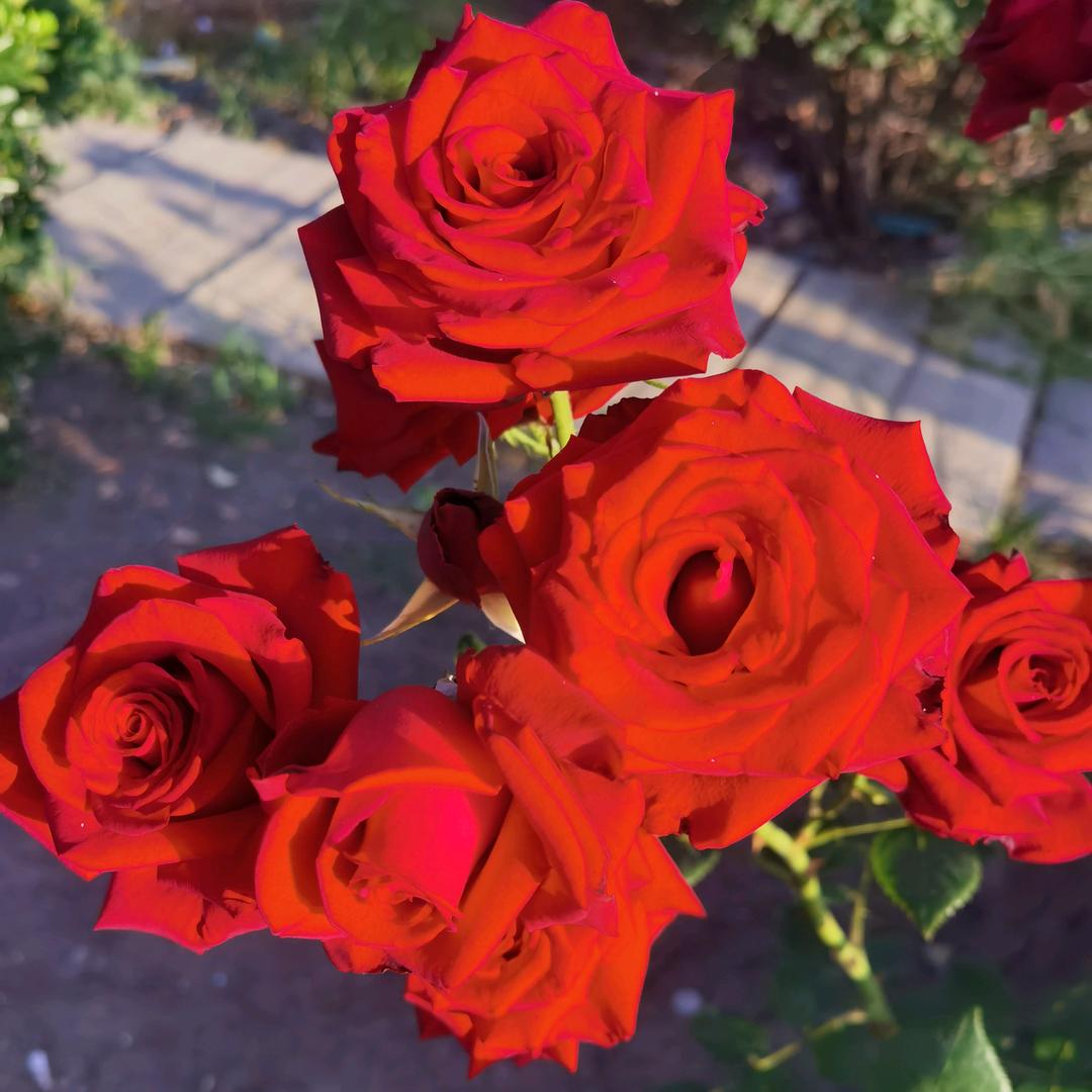 🌹美丽人生🌹