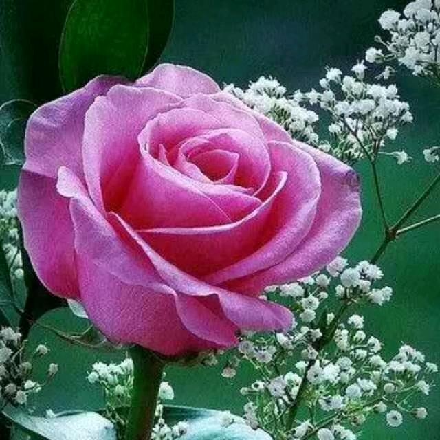 💖知足常乐💖