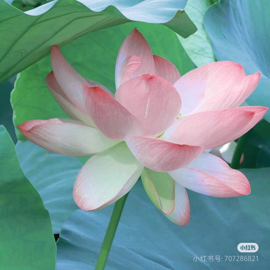聊鈤鏛