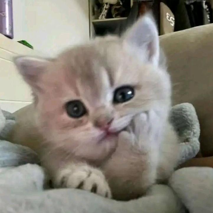 猫猫的火锅੭