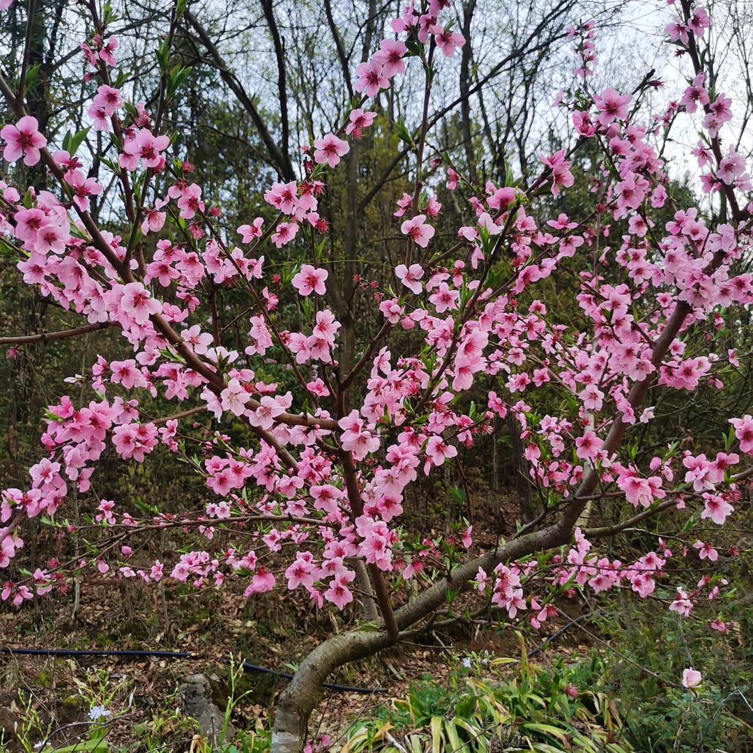 风，吹不走誓言