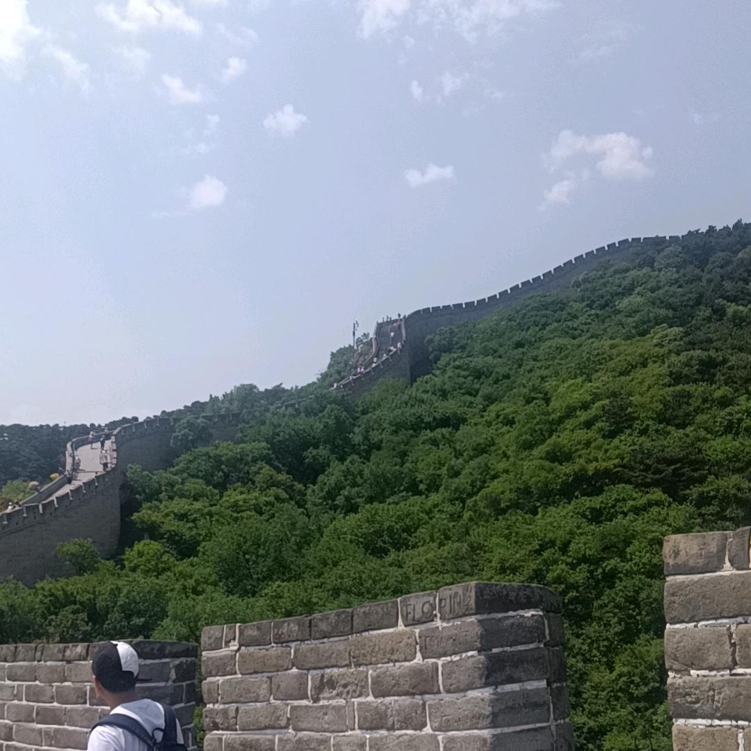 紫苏