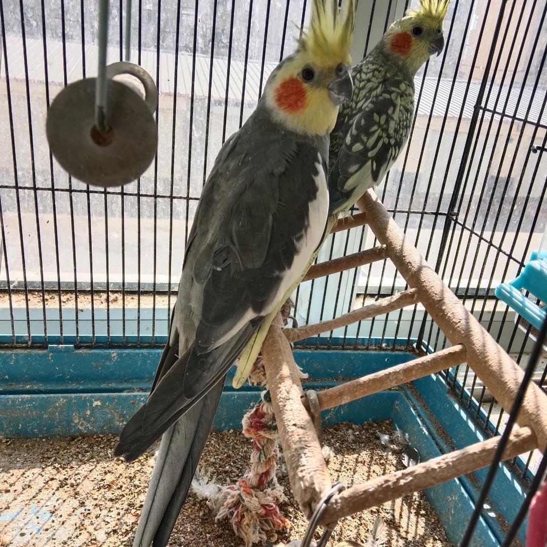 苏泥特右，大草原