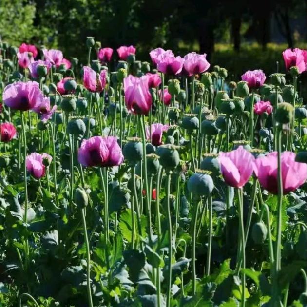 过期的青春年华