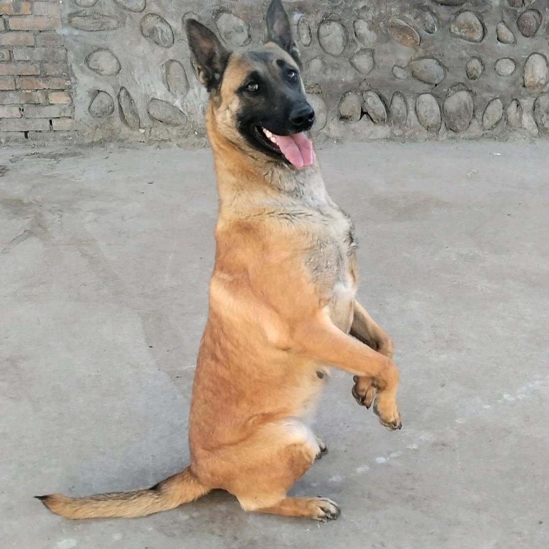 酒泉双血统马犬爱好者。寄养训练。