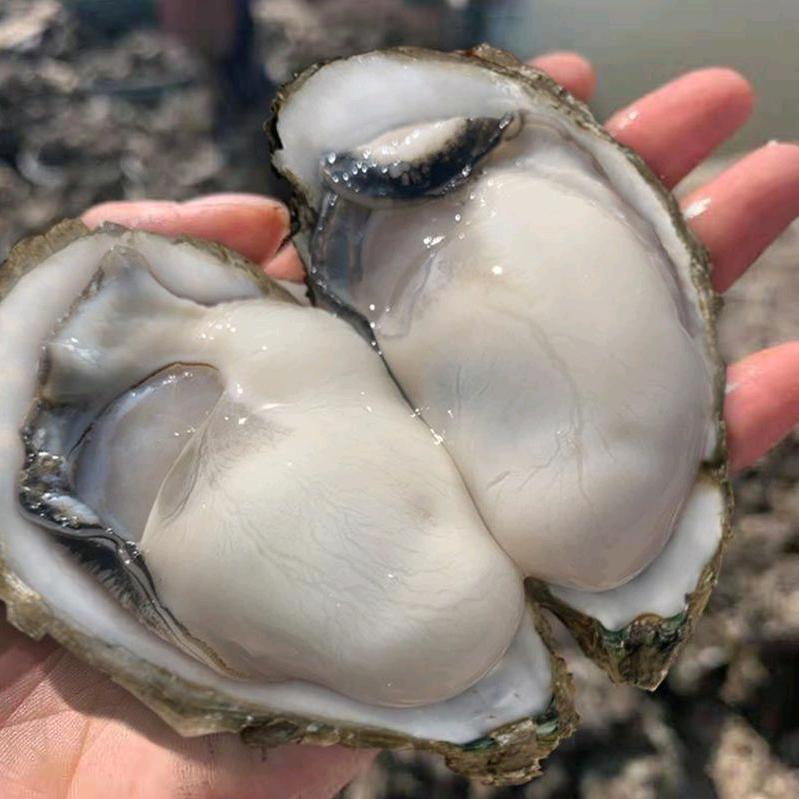 ╲   　　　༽  ╭╲   　　　༽