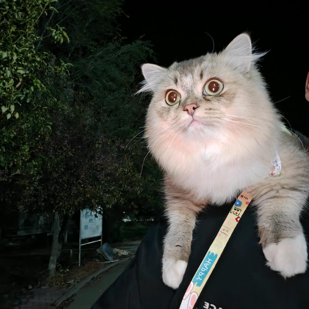 想带着啵啵看世界