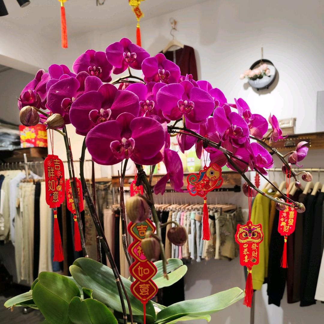 《🌹随缘而安🌹》