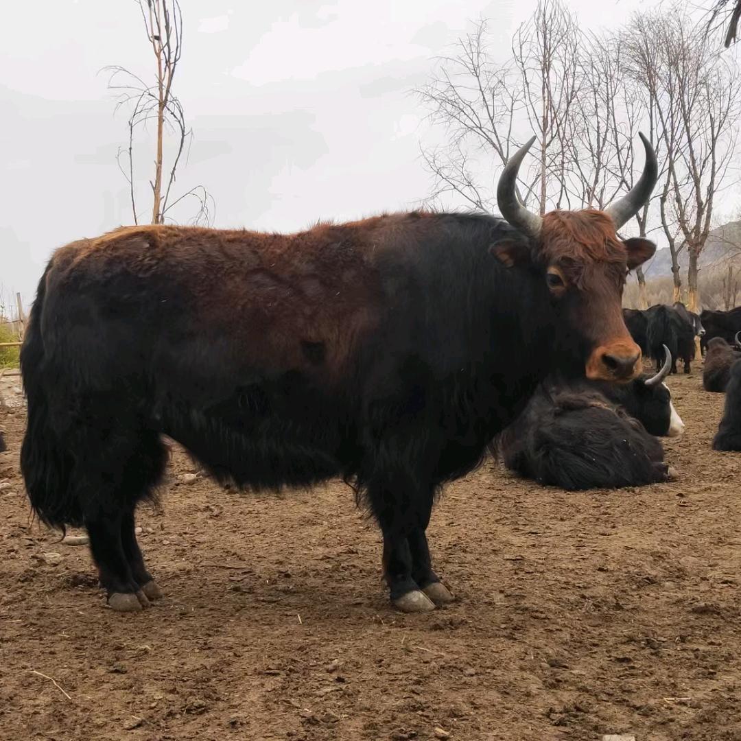 峡江博旺牛羊交易市场