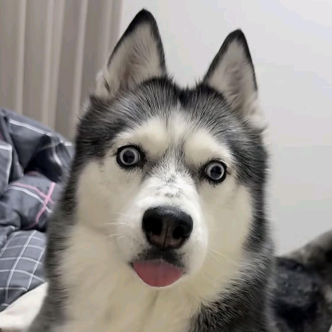 纯悦莓