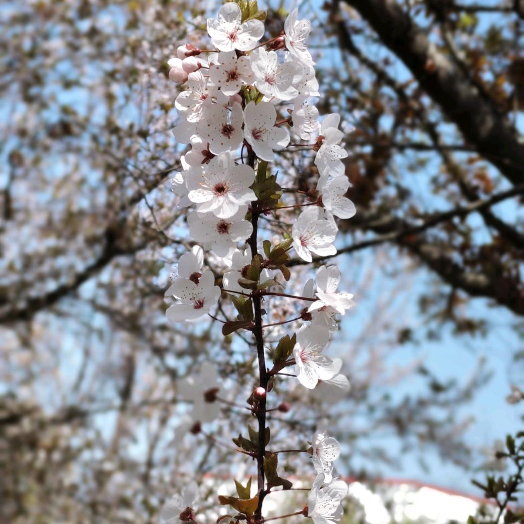 珍重岁月