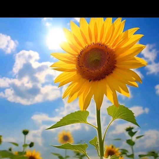 彼岸有你(涵涵直聘)