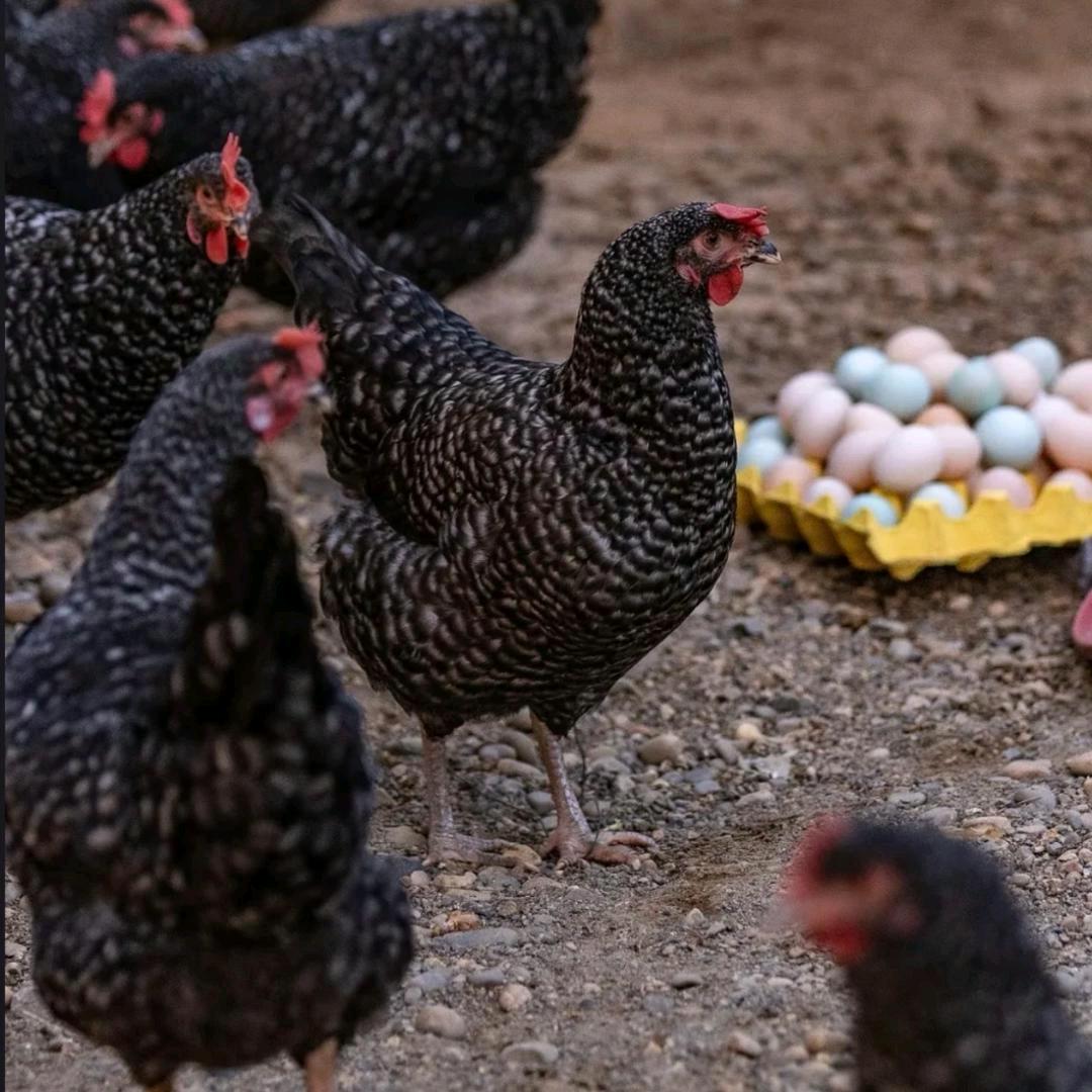 芦花鸡珍禽养殖