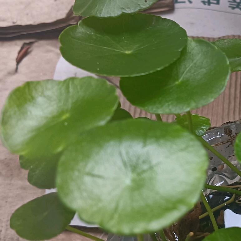 静心
