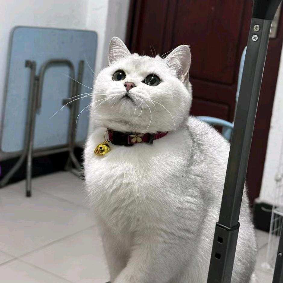 小郑的家（软装中）