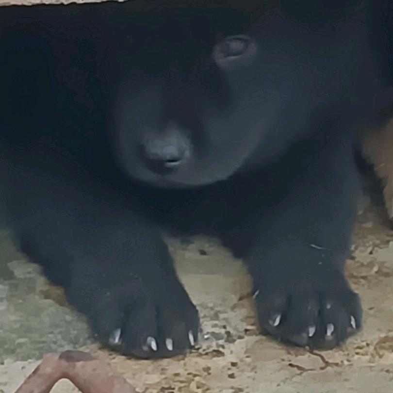 (田园犬之乡)！乡村人家
